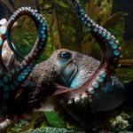 inky-the-octopus.adapt.1190.1